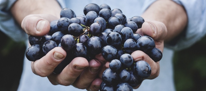 ITAINNOVA participa en Grapevine, investigación en Big Data e Inteligencia artificial para la predicción de plagas en el sector vitícola