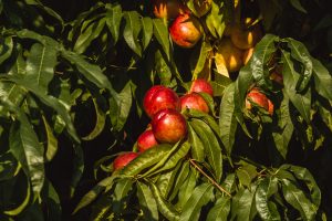 El ITA y SARGA colaboran en la creación de modelos de predicción de fenología y de riesgos de enfermedades en árboles frutales de hueso